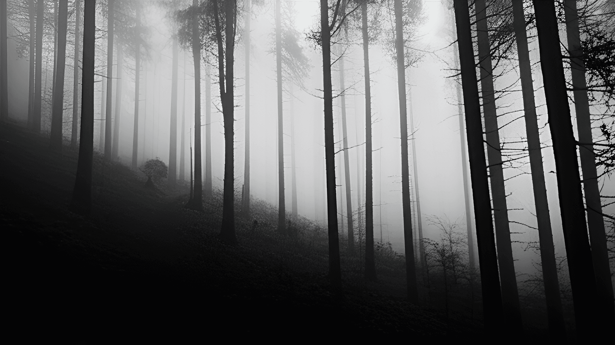 Dark Forest